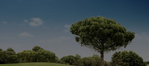 parallax_bg